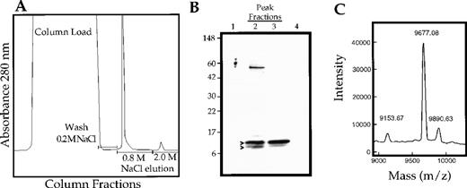Fig. 1. Purification and characterization of vMIP-III expressed in CHO cells. / (A) vMIP-III was purified from culture supernatants of stably transfected CHO cells by cation exchange chromatography. Column washes were performed at 0.2 mol/L NaCl/20 mmol/L Tris, pH 7.2, and vMIP-III was eluted at 0.8 mol/L NaCl/20 mmol/L Tris. (B) SDS-PAGE analysis followed by Coomassie blue staining of the peak fractions shown in A. (C) vMIP-III was subjected to MALDI-MS. The 9677.08 and 9153.67 peaks correspond to full-length vMIP-III and vMIP-III, which have been truncated at the carboxy terminus, respectively.