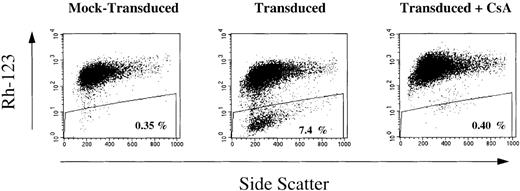 Fig. 1. MDR1 gene expression in the myelomonocytic progeny of CD34+ peripheral blood progenitor cells (PBPC) after a 96-hour Transwell transduction period in fibronectin-coated wells. / Aliquots of MDR1-transduced and mock-transduced CD34+ PBPC samples were cultured for 10 days in liquid medium containing a myeloid differentiation-inducing cytokine mixture. Rh-123 efflux in the progeny of MDR1-transduced and mock-transduced CD34+ PBPC was determined by fluorescence-activated cell separation (FACS) analysis without or with inclusion of the P-glycoprotein inhibitor cyclosporine (CsA).