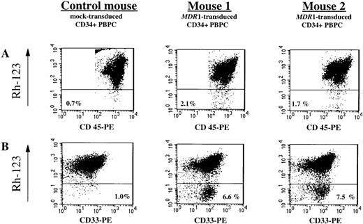 Fig. 5. Flow cytometry analysis of MDR1 gene expression in chimeric mice. / (A) Five weeks after transplantation of MDR1-transduced and mock-transduced CD34+ PBPC samples (NOD/SCID set 10), chimeric-mouse BM cells were obtained and analyzed for the presence of human leukocytes (CD45+) and MDR1 expression (Rh-123 efflux) by FACS after staining with rhodamine-123 (Rh-123), phycoerythrin (PE)-conjugated antihuman CD45 antibody and propidium iodide (PI). The proportions of live-gated viable human CD45+ cells expressing theMDR1 gene (Rh-123dull cells) that were detectable in 2 representative mice injected with transduced CD34+ PBPC and in a control mouse into which mock-transduced CD34+ PBPC was transplanted are shown. (B) MDR1 expression in the in vitro myeloid progeny of human cells recovered from the corresponding chimeric mice (upper panel). Human cells selectively enriched from freshly isolated chimeric-mouse BM cells by immunomagnetic depletion of the mouse BM cells were subjected to a 10-day liquid culture in the presence of a myeloid differentiation-inducing cytokine mixture and subsequently analyzed by FACS after staining with Rh-123, PE-conjugated antihuman CD33 antibody, and PI. The proportions of human myeloid (CD33+) Rh-123dull cells are indicated in the right corner of each plot.