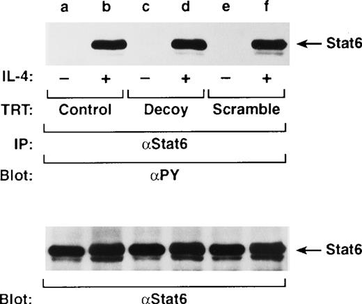 Fig. 6. Stat6 decoy does not affect Stat6 tyrosine phosphorylation. / D10 cells were treated with Stat6 decoy (lanes c, d) or scrambled ODN (lanes e, f) for 6 hours and then stimulated with or without 100 nmol/L IL-4 at 37°C for 10 minutes. Cells were lysed, immunoprecipitated with anti-Stat6 (α-Stat6), and then Western blotted with αPY (upper panel) or anti-Stat6 (lower panel) to verify equivalent loading. Arrows indicate location of Stat6.
