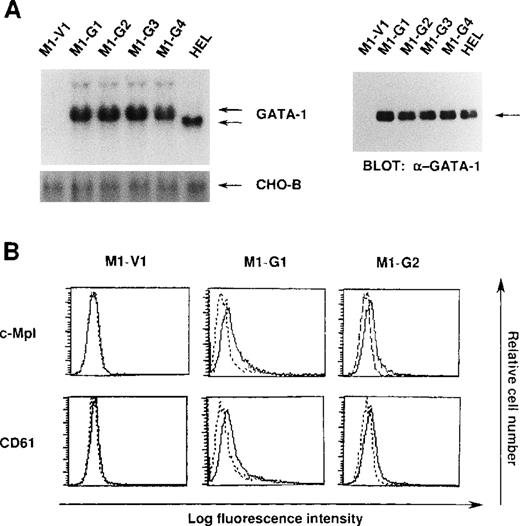 Fig. 1. Expression of GATA-1-transfected M1 cells. / (A) Expression of GATA-1 in M1-V1, GATA-1-transfected M1 (M1-G1, -G2, -G3, and -G4), and a human erythrocytic cell line in Northern blot (left panel) and Western blot (right panel) analyses. Total cellular RNA was isolated from each clone, and 15 μg of each sample was electrophoresed on formaldehyde agarose gels. The filter was hybridized with 32P-labeled full length of human GATA-1 complementary DNA or CHO-B (left panel). Total cellular lysates (15 μg per each lane) were subjected to SDS-PAGE and probed with rabbit anti-GATA-1 polyclonal antibody. Immunoreactive proteins were visualized with the enhanced chemiluminescence detection system (right panel). (B) Expression of c-Mpl and CD61 in M1-V1, M1-G1, and M1-G2. Expression of c-Mpl and CD61 was examined by staining with rabbit anti-c-Mpl antiserum or CD61 monoclonal antibody (—) with a reference to rabbit preimmune serum or control antibody of the same isotype (---).