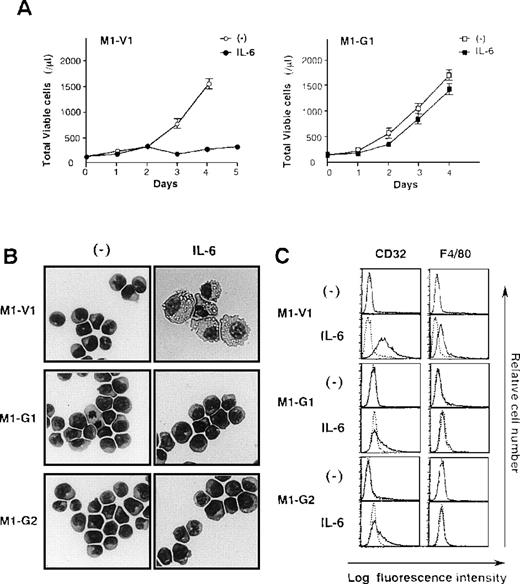 Fig. 2. Biologic responses of M1-V1 and M1-G1 to IL-6. / (A) Changes in total viable cell number during the culture with or without recombinant human (rh) interleukin 6 (IL-6). M1-V1 and M1-G1 cells were seeded at a cell density 100/μL and cultured with or without 20 ng/mL rhIL-6. Total viable cell number was counted by trypan blue dye exclusion method. M1-V1, open circle, IL-6 (-), closed circle, IL-6 (+); M1-G1, open square, IL-6 (-), closed square, IL-6 (+). The results are shown as the mean ± SD of triplicate cultures. (B) Light micrograph of M1-V1, M1-G1, and M1-G2 before and after 72-hour culture with rhIL-6. Cytocentrifugation preparation from each culture was stained with May-Gr ¸nwald-Giemsa (magnification × 100). (C) Flow cytometric analyses on expression of F4/80 and CD32 before and after 72-hour culture with rhIL-6. Expression of F4/80 and CD32 in the cultured cells was examined by staining with anti-F4/80 or anti-CD32 monoclonal antibody (—) with a reference to control antibody of the same isotype (---).