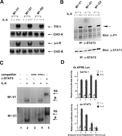 Fig. 3. Effects of GATA-1 on IL-6 signaling. / (A) Induction of TIS11 and jun B genes by recombinant human (rh) interleukin 6 (IL-6) in M1-V1, M1-G1, and M1-G2. Total cellular RNA was extracted from each clone before and after the stimulation with rhIL-6 (20 ng/mL) for 30 minutes and subjected to Northern blot analysis. The filters were hybridized with 32P-labeled probes for TIS11, jun B, and CHO-B. (B) Changes in tyrosine phosphorylation of STAT3 in response to rhIL-6 in M1-V1, M1-G1, and M1-G2. The cells of each clone were serum starved for 12 hours and then stimulated with rhIL-6 (20 ng/mL) for 15 minutes. Total cell lysates were isolated before and after the stimulation with rhIL-6, immunoprecipitated with anti-STAT3 polyclonal antibody, and subjected to SDS-PAGE. The blots were probed with anti-phosphotyrosine monoclonal antibody. Immunoreactive proteins were visualized with the enhanced chemiluminescence detection system. Then, the filters were stripped and reprobed with anti-STAT3 antibody. (C) Effects of GATA-1 on DNA-binding activities of STAT3. M1-V1 and M1-G1 were serum deprived for 12 hours then unstimulated or stimulated with rhIL-6 (20 ng/mL) for 15 minutes, and nuclear extracts were isolated. The nuclear extract was incubated in binding buffer containing 2 μg of poly(dI-dC) and labeled probe (30 000 cpm) for 20 minutes at 4°C. The reaction mixture was electrophoresed, dried, and subjected to autoradiography. In competition assays, nuclear extracts were preincubated with a 200-fold molar excess of unlabeled competitor oligonucleotide before the binding reaction. In supershift assays, the nuclear proteins were preincubated with 1 μg of rabbit anti-STAT3 polyclonal monoclonal at 4°C for 30 minutes, and then the binding reaction was performed. (D) Effects of GATA-1 on transcriptional activities of STAT3. NIH3T3 cells were transfected with 1 μg of 4 × APRE-Luc, 10 ng of pRL-CMV-Rluc, and various amounts of pcDNA3-GATA-1 or pCAGGS-neo-dn-STAT3 by calcium phosphate coprecipitation method. After 12 hours, the cells were serum starved for 24 hours and then stimulated with rhIL-6 (20 ng/mL) for 5 hours. The cells were lysed in lysis buffer, followed by the measurement of the firefly and the renilla luciferase activities. The relative firefly luciferase activities were calculated by normalizing transfection efficiency according to the renilla luciferase activities. The results are shown as the mean ± SD of triplicate experiments.