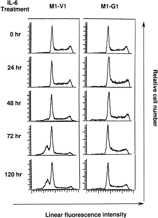 Fig. 4. Cell cycle analysis on M1-V1 and M1-G1 cells during the culture with recombinant human (rh) interleukin 6 (IL-6). / M1-V1 and M1-G1 were cultured with 20 ng/mL of rhIL-6, and the cultured cells were subjected to propidium iodide staining at the time indicated. DNA content was analyzed on FACSort. Cell cycle analysis was performed with the program Modfit LT2.0.