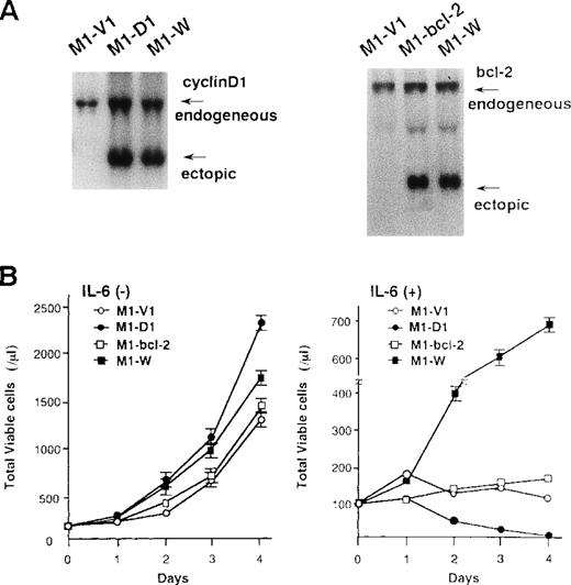 Fig. 7. Preparation of M1 cells overexpressing cyclin D1 and/or bcl-2. / (A) Northern blot analysis on expression of cyclin D1, bcl-2, or both in each transfectant. Total cellular RNA was extracted from each clone, and Northern blot analysis was performed with 32P-labeled probe for cyclin D1 or bcl-2. (B) Changes in total viable cell number during the culture with (lower panel) or without (upper panel) recombinant human (rh) interleukin 6 (IL-6). M1-V1, M1-D1, M1-bcl-2, and M1-W cells were seeded at a cell density 100/μL and subjected to the culture in the absence or presence of rhIL-6 (20 ng/mL). Total viable cell number was counted by trypan blue dye exclusion method: M1-V1, open circle; M1-D1, closed circle; M1-bcl-2, open square; M1-W, closed square. The results are shown as the mean ± SD of triplicate cultures.