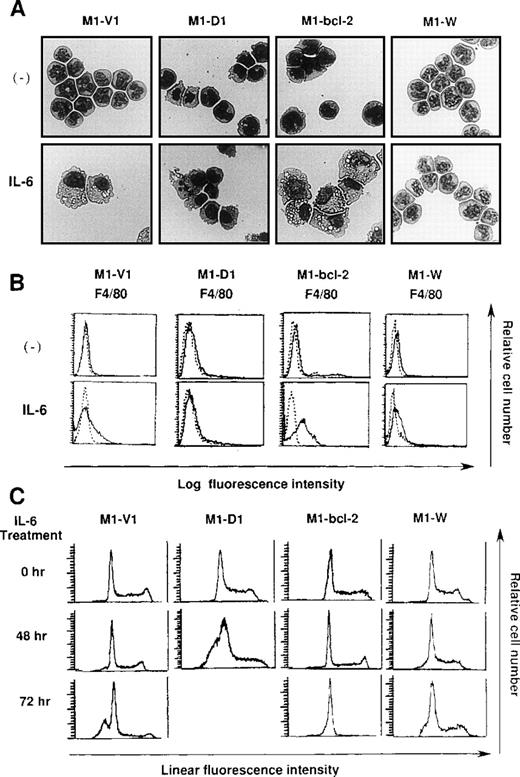 Fig. 8. Effects of overexpression of cyclin D1 and/or bcl-2 on IL-6-induced differentiation (A, B) and apoptosis (C) in each transfectant. / (A) Light micrograph of M1-V1, M1-D1, M1-bcl-2, and M1-W before and after 2-day culture with recombinant human (rh) interleukin 6 (IL-6). M1-V1, M1-D1, M1-bcl-2, and M1-W were cultured with 20 ng/mL of rhIL-6 for 2 days and cytocentrifugation preparation from each culture was stained with May-Gr ¸nwald-Giemsa (magnification × 100).(B) Flow cytometric analyses on expression of F4/80 before and after 2-day culture with rhIL-6. Expression of F4/80 was examined by staining with anti-F4/80 monoclonal antibody (—) with a reference to control antibody of the same isotype (---). (C) Cell cycle analysis on M1-V1, M1-D1, M1-bcl-2, and M1-W during the culture with rhIL-6. The cultured cells were subjected to propidium iodide staining, and DNA content was analyzed on FACSort. Cell cycle analysis was performed with Modfit LT2.0.