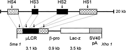 Fig. 1. Diagram of construct used to generate μLCR-βpro-LacZ mice. / See “Materials and Methods” for details.