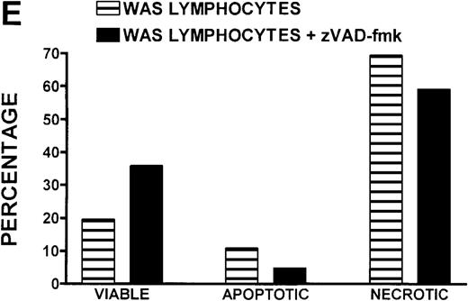 Fig. 8. Caspase-3 activity and actin polymerization response in zVAD-fmk-treated and untreated WAS lymphocytes isolated 24 hours after venipuncture. / (A, B) Activity of caspase-3 in lymphocytes isolated from whole blood that had been incubated at room temperature for 24 hours. Data are expressed as a histogram with fluorescence intensity on the x-axis and cell number on the y-axis. Mean fluorescence intensities of the control and patient lymphocyte populations were 116 and 290, respectively. Graphs are representative of data collected from a single WAS patient and a control. (C, D) Caspase-3 activity in lymphocytes isolated from whole blood (from a single patient with WAS) that had been treated for 24 hours with and without 50 μmol/L zVAD-fmk. (C) Caspase-3 activity in untreated lymphocytes. (D) Caspase-3 activity in treated cells. Note the marked decrease in fluorescence in the treated lymphocytes. Mean fluorescence intensities in untreated and zVAD-fmk–treated WAS lymphocytes were 403 and 223, respectively. Because the instrumental settings of the flow cytometer varied from day to day, these data cannot be compared directly with those shown in A and B. (E) Percentages of viable, apoptotic, and necrotic lymphocytes from WAS lymphocytes isolated from 24-hour-old blood incubated with and without 50 μmol/L zVAD-fmk as defined previously. Graphs are representative of data taken from a single WAS patient and a single control. (F) Actin polymerization response in WAS lymphocytes isolated from 24-hour-old blood incubated with and without 50 μmol/L zVAD-fmk. The actin polymerization response of WAS lymphocytes was stimulated with 100 nmol/L PMA for 40 minutes at 37°C. Error bars represent SEM of duplicate determinations from a single donor (WAS). This graph is representative of data collected from a single patient with WAS.