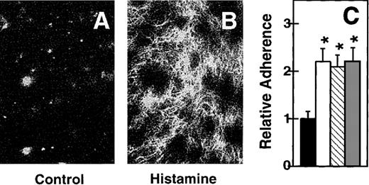 Fig. 7. Effect of EC retraction on matrix TSP exposure and PS-exposing RBC adherence. / EC monolayers were pretreated with buffer (A) or histamine (B), labeled with antibodies to TSP, and viewed by fluorescent microscopy. Histamine-induced EC contraction exposed TSP (B), which is normally cryptic (A). Pretreatment with thrombin (white bar), histamine (striped bar), or EDTA (shaded bar) causes enhanced adherence of PS-exposing RBCs (C). Adherence is reported relative to the adherence of the untreated control (solid bar), which was arbitrarily set to 1. Error bars represent standard error of the means calculated from the absolute values from 4 experiments and normalized relative to the adherence of the buffer-treated control. *Indicates significant differences between PS-exposing RBC adherence to ECs treated with buffer, and thrombin, histamine, or EDTA.