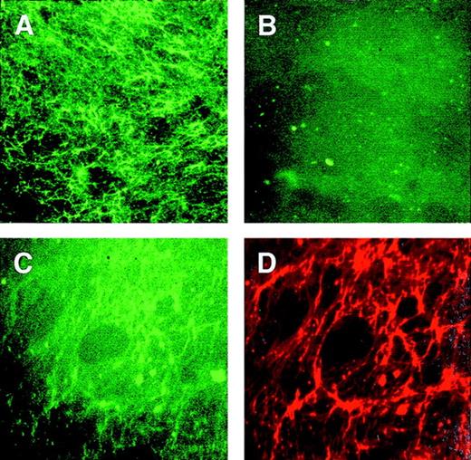 Fig. 9. PS vesicles adhere to matrix TSP. / EC-depleted matrix was incubated with lipid vesicles and subsequently labeled for immunofluorescence by polyclonal antibodies to TSP and streptavidin-Texas Red. Panel A was labeled with PS vesicles; panel B was labeled with PC vesicles. Panels C and D are of the same fields labeled with both PS vesicles and TSP; C was photographed with excitation for green fluorescence to detect the phospholipid labeling, and D was photographed with excitation for red fluorescence to detect TSP.
