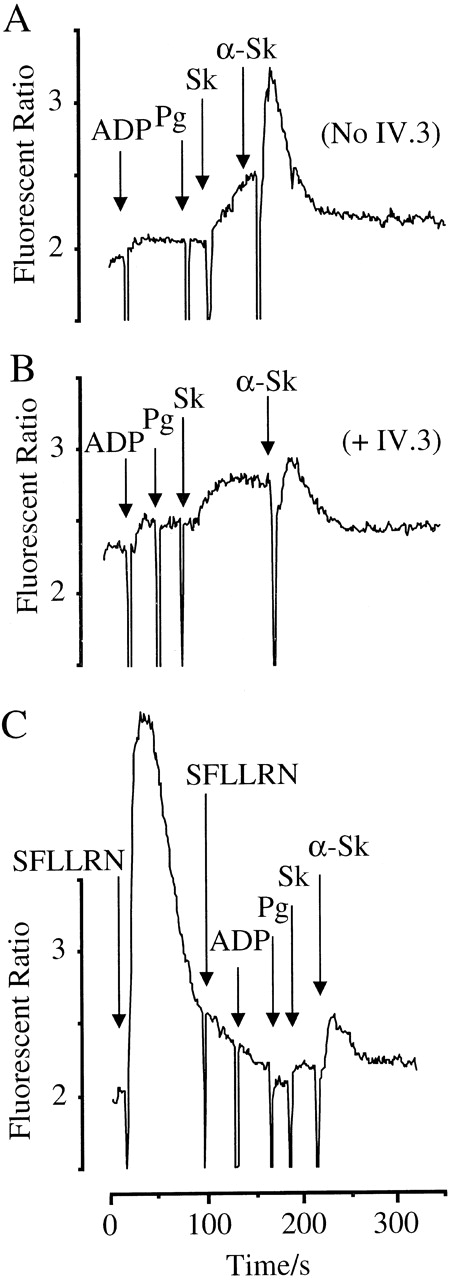 Fig. 7. Activation of HEL cells by ADP, plasminogen, Sk, and anti-Sk antibodies. / Cells were loaded with FURA-2-AM, and Ca++-mobilizing responses measured. Arrows indicate the addition of agonists. (A) Cells were treated with ADP (100 μM), plasminogen (2 μM), Sk (800 U/mL), and anti-Sk antibodies (30 μL). (B) Cells were treated in the presence of 5 μg/mL of the Fc receptor-blocking antibody IV.3. (C) Pretreatment with 12 μM of the PAR-1 agonist SFLLRN, rendering the cells unresponsive to further activation of PAR-1 or to the combination of ADP, plasminogen, Sk, and anti-Sk antibodies.