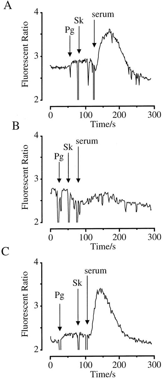 Fig. 8. Activation of HEL cells by plasminogen, Sk, and serum from a Sk-treated patient. / Cells were loaded with FURA-2-AM, and Ca++-mobilizing responses measured. Arrows indicate the addition of agonists. (A) Cells were treated with plasminogen (1 μM), Sk (800 U/mL), and serum (10 μL). (B) The serum used was incubated overnight with Sk coupled to Sepharose beads to deplete Sk-binding antibodies. (C) The serum used was incubated overnight with BSA coupled to Sepharose beads as a control.