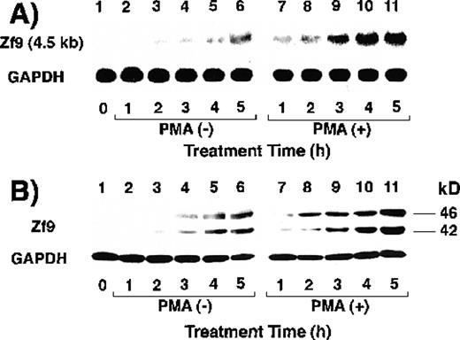 Fig. 1. Expression of Zf9 by BAECs. / (A) and (B) Time course in induction by serum and PMA. After a 5-hour preincubation with serum-free medium confluent BAEC cultures in either 15-cm dishes or 6-cm dishes were incubated with 10% FCS-containing medium for the indicated times, in the absence and presence of 10 ng/mL PMA. Cell lysate was prepared from each 15-cm dish, total RNA was isolated, and 30 μg of each RNA was used for detection of zf9mRNA in Northern blotting (panel A). Cells on each 6-cm dish were scraped into 60 μL of sodium dodecyl sulfate (SDS) sample buffer, and rapidly passed 20 times through a 17-gauge needle to shear nucleic acids. A portion (30 μL) of each cell lysate was immediately subjected to SDS-polyacrylamide gel electrophoresis on 13% resolving gel without reducing conditions, and changes in Zf9 protein levels were analyzed by Western blotting as described in “Materials and Methods” (panel B). Lane 1, control; lanes 2-6, without PMA; lanes 7-11, with PMA. Each experiment was repeated 5 times with similar results and representative results are shown. (C) and (D) Disappearance of Zf9 expression by BAECs after depletion of serum. Following a 5-hour incubation with 10% serum ± 10 ng/mL PMA, BAECs were then incubated with serum-free medium ± 10 ng/mL PMA, and harvested at increasing intervals thereafter. The zf9 mRNA levels (panel C) and Zf9 protein levels (panel D) were analyzed by Northern blotting and Western blotting, respectively. Lanes 1-5, without PMA; lanes 6-10, with PMA. Each experiment was repeated 3 times with similar results and representative results are shown. (E) Superinduction of Zf9 mRNA in the presence of cycloheximide. After a preincubation in serum-free medium for 5 hours, confluent BAEC cultures were incubated for 3 hours with either fresh serum-free medium or 10% serum-containing medium in the absence or presence of 6 μg/mL cycloheximide (CHX). Cell lysates were prepared and the changes of zf9 mRNA levels were assessed by Northern blotting. Lane 1, no stimulus; lane 2, serum alone; lane 3, cycloheximide alone; lane 4, serum plus cycloheximide. The experiment was repeated 4 times with similar results and a representative result is shown.
