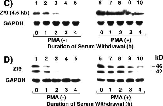 Fig. 1. Expression of Zf9 by BAECs. / (A) and (B) Time course in induction by serum and PMA. After a 5-hour preincubation with serum-free medium confluent BAEC cultures in either 15-cm dishes or 6-cm dishes were incubated with 10% FCS-containing medium for the indicated times, in the absence and presence of 10 ng/mL PMA. Cell lysate was prepared from each 15-cm dish, total RNA was isolated, and 30 μg of each RNA was used for detection of zf9mRNA in Northern blotting (panel A). Cells on each 6-cm dish were scraped into 60 μL of sodium dodecyl sulfate (SDS) sample buffer, and rapidly passed 20 times through a 17-gauge needle to shear nucleic acids. A portion (30 μL) of each cell lysate was immediately subjected to SDS-polyacrylamide gel electrophoresis on 13% resolving gel without reducing conditions, and changes in Zf9 protein levels were analyzed by Western blotting as described in “Materials and Methods” (panel B). Lane 1, control; lanes 2-6, without PMA; lanes 7-11, with PMA. Each experiment was repeated 5 times with similar results and representative results are shown. (C) and (D) Disappearance of Zf9 expression by BAECs after depletion of serum. Following a 5-hour incubation with 10% serum ± 10 ng/mL PMA, BAECs were then incubated with serum-free medium ± 10 ng/mL PMA, and harvested at increasing intervals thereafter. The zf9 mRNA levels (panel C) and Zf9 protein levels (panel D) were analyzed by Northern blotting and Western blotting, respectively. Lanes 1-5, without PMA; lanes 6-10, with PMA. Each experiment was repeated 3 times with similar results and representative results are shown. (E) Superinduction of Zf9 mRNA in the presence of cycloheximide. After a preincubation in serum-free medium for 5 hours, confluent BAEC cultures were incubated for 3 hours with either fresh serum-free medium or 10% serum-containing medium in the absence or presence of 6 μg/mL cycloheximide (CHX). Cell lysates were prepared and the changes of zf9 mRNA levels were assessed by Northern blotting. Lane 1, no stimulus; lane 2, serum alone; lane 3, cycloheximide alone; lane 4, serum plus cycloheximide. The experiment was repeated 4 times with similar results and a representative result is shown.