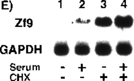 Fig. 1. Expression of Zf9 by BAECs. / (A) and (B) Time course in induction by serum and PMA. After a 5-hour preincubation with serum-free medium confluent BAEC cultures in either 15-cm dishes or 6-cm dishes were incubated with 10% FCS-containing medium for the indicated times, in the absence and presence of 10 ng/mL PMA. Cell lysate was prepared from each 15-cm dish, total RNA was isolated, and 30 μg of each RNA was used for detection of zf9mRNA in Northern blotting (panel A). Cells on each 6-cm dish were scraped into 60 μL of sodium dodecyl sulfate (SDS) sample buffer, and rapidly passed 20 times through a 17-gauge needle to shear nucleic acids. A portion (30 μL) of each cell lysate was immediately subjected to SDS-polyacrylamide gel electrophoresis on 13% resolving gel without reducing conditions, and changes in Zf9 protein levels were analyzed by Western blotting as described in “Materials and Methods” (panel B). Lane 1, control; lanes 2-6, without PMA; lanes 7-11, with PMA. Each experiment was repeated 5 times with similar results and representative results are shown. (C) and (D) Disappearance of Zf9 expression by BAECs after depletion of serum. Following a 5-hour incubation with 10% serum ± 10 ng/mL PMA, BAECs were then incubated with serum-free medium ± 10 ng/mL PMA, and harvested at increasing intervals thereafter. The zf9 mRNA levels (panel C) and Zf9 protein levels (panel D) were analyzed by Northern blotting and Western blotting, respectively. Lanes 1-5, without PMA; lanes 6-10, with PMA. Each experiment was repeated 3 times with similar results and representative results are shown. (E) Superinduction of Zf9 mRNA in the presence of cycloheximide. After a preincubation in serum-free medium for 5 hours, confluent BAEC cultures were incubated for 3 hours with either fresh serum-free medium or 10% serum-containing medium in the absence or presence of 6 μg/mL cycloheximide (CHX). Cell lysates were prepared and the changes of zf9 mRNA levels were assessed by Northern blotting. Lane 1, no stimulus; lane 2, serum alone; lane 3, cycloheximide alone; lane 4, serum plus cycloheximide. The experiment was repeated 4 times with similar results and a representative result is shown.