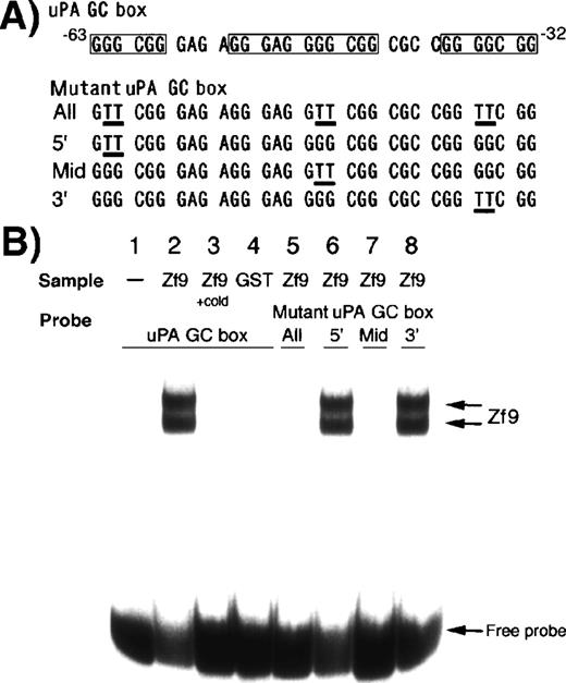 Fig. 2. Binding of Zf9-GST to GC boxes in the uPA promoter. / Binding of Zf9-GST fusion protein to the 32P-labeled uPA GC box oligonucleotide was determined by gel shift assay. Four different mutant oligonucleotides were tested, which contained mutations in one or all of the GC boxes as shown. Sequences of these oligonucleotides are indicated in panel A. Protein-DNA complexes were separated through a 6% polyacrylamide gel and visualized on an image analyzer (panel B). Lane 1, wild uPA GC box alone; lane 2, wild uPA GC box + Zf9-GST; lane 3, wild uPA GC box + Zf9-GST in the presence of a 20-fold excess of unlabeled (cold) oligonucleotide; lane 4, wild uPA GC box + GST; lanes 5-8, mutant uPA GC boxes + Zf9-GST. Lane 5, oligonucleotide with mutations in all 3 GC boxes (abbreviated as “All”); lane 6; mutant oligonucleotide in which 5′ site GC box was mutated (abbreviated as “5′”); lane 7, mutant oligonucleotide in which the middle GC box was mutated (abbreviated as “Mid”); lane 8; mutant oligonucleotide in which 3′ site GC box was mutated (abbreviated as “3′”). The experiment was repeated 3 times with similar results in all experiments; representative results are shown.