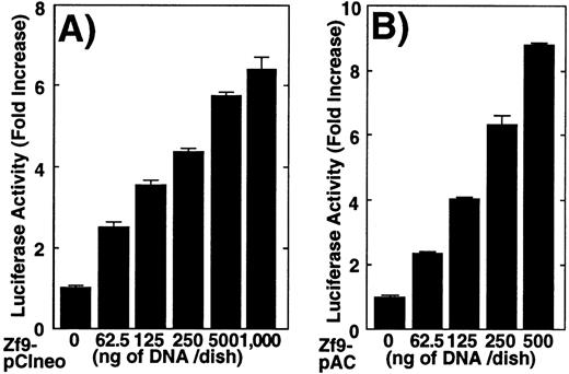 Fig. 3. Transactivation of the uPA promoter by Zf9 in BAECs andDrosophila S2 cells. / (A) and (B) BAEC and Drosophila S2 cell cultures grown on 35-mm dishes were cotransfected with a combination of the indicated amounts of Zf9 expression vector (Zf9-pCIneo or Zf9-pAC) and 1 μg of pGL2-2350, luciferase reporter gene fused with the uPA promoter, as described in “Materials and Methods.” After a 48-hour incubation, cell lysates were prepared, luciferase activity in each lysate was determined and expressed as fold increase. Panel A, BAECs; panel B, Drosophila S2 cells. Each value represents the average ± SD from triplicate determinations. Each experiment was repeated 3 times with similar results and representative results are shown. (C) Transactivation by Zf9 of the uPA promoter via GC box regions. BAEC cultures were cotransfected with a combination of 500 ng each of either pCIneo or Zf9-pCIneo plus 1 μg each of either pGL2-2350 (pUK-Luc), pGL2-GC (pUK GC-Luc), or pGL2-ΔGC (pUK ΔGC-Luc). Cell lysates were prepared, and luciferase activity of each lysate was determined. Data are expressed as relative luciferase activity compared to the activity of pUK-Luc cotransfected with pCIneo alone. The numbers in parentheses to the right of each bar indicate fold-induction calculated for each reporter. Samples 1 and 2, pUK-Luc; samples 3 and 4, pUK GC-Luc; samples 5 and 6, pUK ΔGC-Luc. Odd numbers, pCIneo; even numbers, Zf9-pCIneo. Each value represents the average ± SD from triplicate determinations. Experiment was repeated 3 times with similar results and representative results are shown.