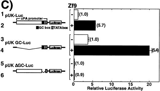 Fig. 3. Transactivation of the uPA promoter by Zf9 in BAECs andDrosophila S2 cells. / (A) and (B) BAEC and Drosophila S2 cell cultures grown on 35-mm dishes were cotransfected with a combination of the indicated amounts of Zf9 expression vector (Zf9-pCIneo or Zf9-pAC) and 1 μg of pGL2-2350, luciferase reporter gene fused with the uPA promoter, as described in “Materials and Methods.” After a 48-hour incubation, cell lysates were prepared, luciferase activity in each lysate was determined and expressed as fold increase. Panel A, BAECs; panel B, Drosophila S2 cells. Each value represents the average ± SD from triplicate determinations. Each experiment was repeated 3 times with similar results and representative results are shown. (C) Transactivation by Zf9 of the uPA promoter via GC box regions. BAEC cultures were cotransfected with a combination of 500 ng each of either pCIneo or Zf9-pCIneo plus 1 μg each of either pGL2-2350 (pUK-Luc), pGL2-GC (pUK GC-Luc), or pGL2-ΔGC (pUK ΔGC-Luc). Cell lysates were prepared, and luciferase activity of each lysate was determined. Data are expressed as relative luciferase activity compared to the activity of pUK-Luc cotransfected with pCIneo alone. The numbers in parentheses to the right of each bar indicate fold-induction calculated for each reporter. Samples 1 and 2, pUK-Luc; samples 3 and 4, pUK GC-Luc; samples 5 and 6, pUK ΔGC-Luc. Odd numbers, pCIneo; even numbers, Zf9-pCIneo. Each value represents the average ± SD from triplicate determinations. Experiment was repeated 3 times with similar results and representative results are shown.