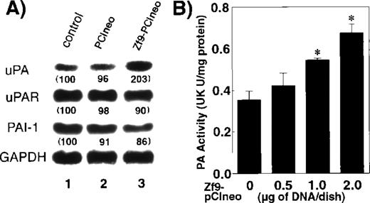 Fig. 4. Effect of Zf9 on endogenous PA activity in BAEC cultures. / (A) Effect on mRNA expression of uPA, uPAR, and PAI-1. BAEC cultures grown on 10-cm dishes were transfected with 8 μg ofZf9-pCIneo. As a control, cells were transfected with the same amount of pCIneo. Forty-eight hours after transfection, cell lysates were prepared, total RNA was extracted, and mRNA expression of uPA, uPAR, PAI-1, and GAPDH in each sample was assessed by Northern blotting. Radioactivity of each band was detected on an image analyzer, and relative intensity of each band was quantitated, normalized against the intensity of GAPDH, and expressed as arbitrary units in parentheses under each band. Each experiment was repeated 3 times with similar results in all, and representative results are shown. (B) Effect on BAEC PA activity levels. BAEC cultures grown on 35-mm dishes were transfected with the indicated amounts of Zf9-pCIneo. Forty-eight hours after transfection, cells were harvested in lysis buffer, and PA levels in each lysate were determined using chromogenic substrate, S-2403, and expressed as urokinase (UK) unit (U)/mg of protein in the sample. Each value represents the average ± SD from triplicate determinations. Points marked by an asterisk differ significantly (P < 0.05) from control cells transfected with 2 μg of pCIneo alone. Experiment was repeated 4 times with similar results in all, and representative results are shown.