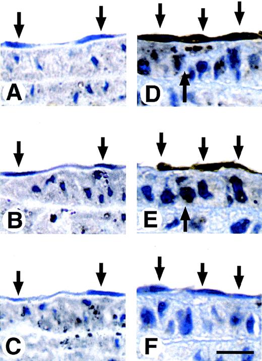 Fig. 5. Concomitant expression of Zf9 and uPA in arterial endothelial cells after carotid balloon injury in rats. / The distal half of the left carotid artery of rats was injured with a balloon catheter. At 3 hours and 2 days after injury, the carotid artery was perfusion fixed with 3% paraformaldehyde, excised, fixed again with 3% paraformaldehyde, and paraffin embedded. Serial sections were stained with anti-Zf9 antibody (panels A and D), anti-uPA antibody (panels B and E) or nonimmune antibody (panels C and F) as described in the Materials and Methods. Panels A through F show the typical staining pattern of the adjacent proximal half of carotid artery at 3 hours (panels A-C) and 2 days (panels D-F) after injury. Down arrows indicate the endothelial cells. Up arrows indicate the smooth muscle cells. Scale bar, 50 μm.