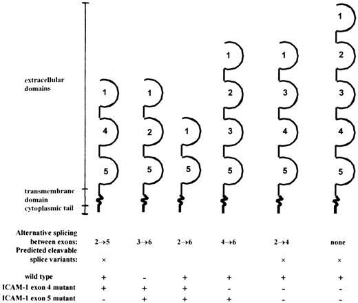 Fig. 6. Overview of the different splice variants encoded by the mRNA detected in wild-type, ICAM-1–exon 4, and ICAM-1–exon 5 mutant mice. / Extracellular domains are indicated: +, detected; −, not detected.