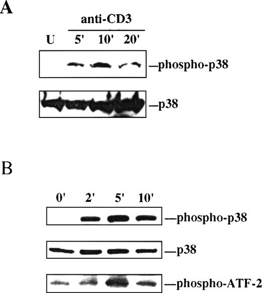 Fig. 1. p38 MAPK is activated by ligation of the TCR on thymocytes and Thy278/107 cells. / A, Lysates were prepared from unstimulated (U) or anti-CD3-stimulated thymocytes at the indicated times after stimulation. Active p38 MAPK in the lysates was detected by immunoblotting with a phospho-specific antibody to the dually phosphorylated form of p38 MAPK (upper). The membrane was stripped and reprobed with a polyclonal antibody to p38α MAPK to test for equal protein abundance (lower). B, Thy278/107 cells were stimulated with anti-CD3 MAb for increasing times, after which cells were lysed. Phospho-p38 and total p38α MAPK in the lysates were detected as in A (upper and middle). In vitro kinase assay reactions were performed as described in Materials and Methods using GST-ATF-2 as substrate. Phospho-ATF-2 was detected by immunoblotting with an antibody against Thr71-phosphorylated ATF-2 (lower).
