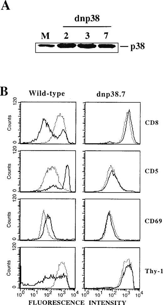 Fig. 4. Expression of a catalytically inactive mutant of p38 MAPK blocks the DP-to-SP differentiation of Thy278/107 cells. / (A) Cell lysates from Thy278/107 cells transfected with empty vector (mock; M) and 3 independent lines established after transfection of a catalytically inactive mutant of human p38β MAPK (dnp38) were immunoblotted with a polyclonal antibody to p38 MAPK to test for protein abundance. (B) Thy278/107 cells (wild-type) or a line expressing a kinase-dead mutant of p38 MAPK (dnp38.7) were cultured alone (dotted line) or with SEA-pulsed APCs (solid line). After 3 days, cultures were analyzed for the expression of the indicated surface markers by flow cytometry.