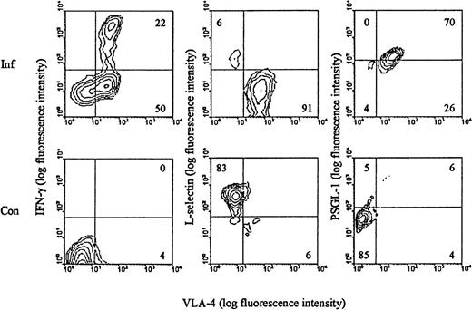 Fig. 1. Surface phenotype of LCMV-activated CD8+ T cells. / C57BL/6 mice were infected iv with 103 LD50 of LCMV, and on day 8 pi splenocytes were harvested (Inf). Cells were stained with anti-CD8-PE, anti-VLA-FITC, and either anti-IFN-γ, anti-L-selectin, or anti-PSGL-1. Spleen cells from uninfected mice were used as control (Con). Results representative of analyses of 3 to 5 mice/group are depicted.
