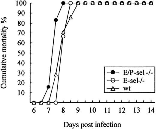 Fig. 3. Absence of selectins do not influence the time course or outcome of ic infection. / E/P-sel −/−, E-sel −/−, and wild-type (wt) mice were infected ic with 103 LD50 of LCMV, and mortality was registered. Groups consisted of 6 to 7 mice.