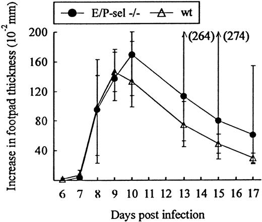 Fig. 4. Time course of footpad swelling in E/P-sel −/− and wild-type (wt) mice after local LCMV infection. / Mice were infected with 103 LD50 of LCMV in the right hind footpad, and footpad swelling was measured from day 6 to 17 pi. Groups consisted of 6 mice; medians and ranges are presented.