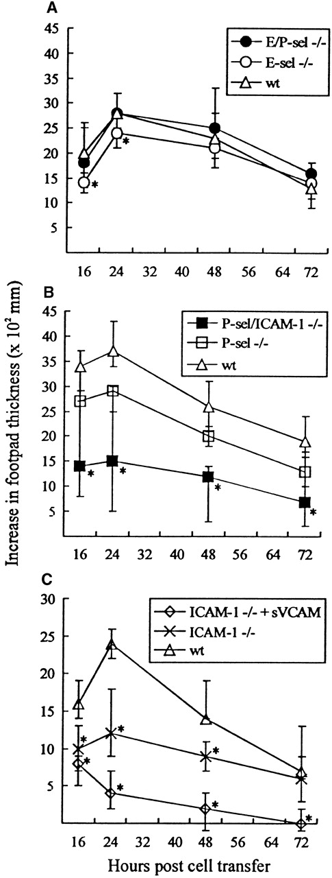 Fig. 6. Time course of adoptively transferred virus-specific footpad swelling. / (A) In E/P-sel −/−, E-sel −/−, and wild-type (wt) recipients. (B) In P-sel/ICAM-1 −/−, P-sel −/−, and wild-type recipients. (C) In ICAM-1 −/− mice given donor cells preincubated with soluble VCAM-1-Ig chimeric protein (sVCAM) or human Ig for control. Mice were inoculated in their right footpad with 103 LD50of LCMV. Four hours later they were injected with 5 × 107adherent cell-depleted splenocytes from wild-type donors, infected 8 days earlier with the same dose of virus iv. Groups consisted of 4 to 6 mice; medians and ranges are presented. * denotesP < .05 relative to wild-type mice.
