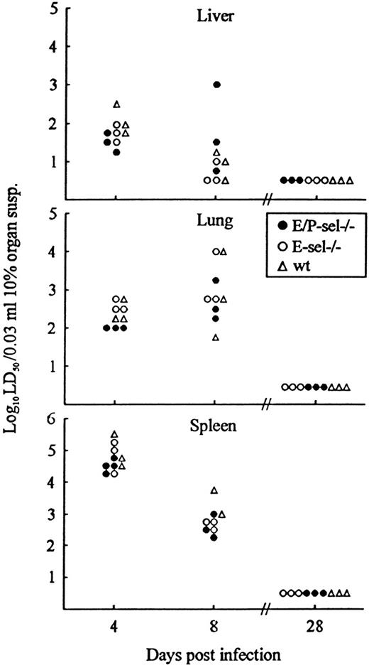 Fig. 7. Organ virus titers in E/P-sel −/−, E-sel −/−, and wild-type (wt) mice infected iv with 103LD50 of LCMV Traub. / Organs (splen, liver, and lungs) were harvested on the indicated days relative to virus inoculation and virus titers were determined. Points represent individual mice.
