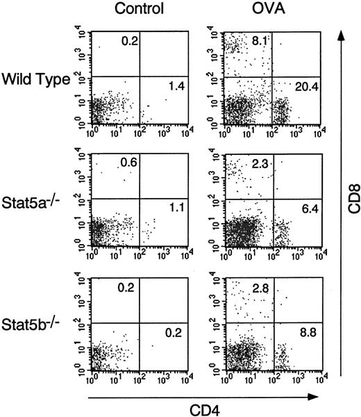 Fig. 2. Antigen-induced T-cell infiltration into the airways is diminished in Stat5a−/− mice and Stat5b−/− mice. / OVA-sensitized Stat5a−/− mice, Stat5b−/− mice, and littermate wild-type mice were challenged with OVA or saline as described in Figure 1. The T-cell infiltration in BALF was examined at 24 hours after OVA or saline inhalation. Shown are representative FACS profiles of CD4 versus CD8 staining on BALF cells using anti-CD4–FITC and anti-CD8–APC (n = 5 mice in each group).