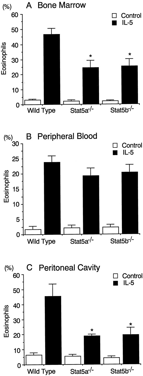 Fig. 6. IL-5–induced eosinophilopoiesis is diminished in Stat5a−/− mice and Stat5b−/− mice. / Stat5a−/− mice, Stat5b−/− mice, and wild-type mice were injected intraperitoneally daily for 4 days with 20 000 U of recombinant murine IL-5. Forty-eight hours after the last injection, mice were killed and the numbers of eosinophils in bone marrow (A), peripheral blood (B), and peritoneal cavity (C) were evaluated. Data are means ± SD for 5 mice in each group. *Significantly different from the mean value of wild-type mice, *P < .005.
