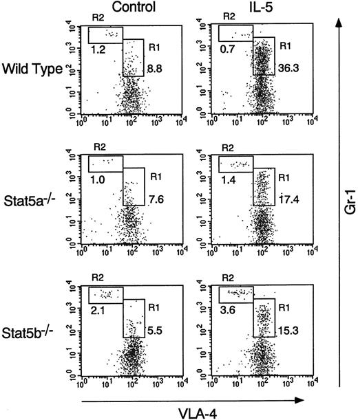 Fig. 7. Gr-1mid VLA-4+ population is diminished in IL-5–treated Stat5a−/− mice and Stat5b−/− mice. / Mice were injected intraperitoneally with rmIL-5 as described in Figure6. Forty-eight hours after the last injection, mice were killed and cells in the peritoneal cavity were stained with anti-VLA-4 FITC and anti-Gr-1 APC. Shown are representative FACS profiles from 5 mice in each group.