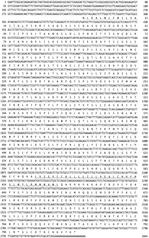Fig. 1. Cloning of mTLR2 cDNA. / The amino acid sequences of mTLR2 (GenBank accession number AF216289) and its human homologue, hTLR2. The signal peptide is indicated by a dotted underline, and the putative transmembrane domain is underlined. Amino acid identity is shown between the 2 sequences. A “+” represents similarity between the corresponding pair of amino acid residues.