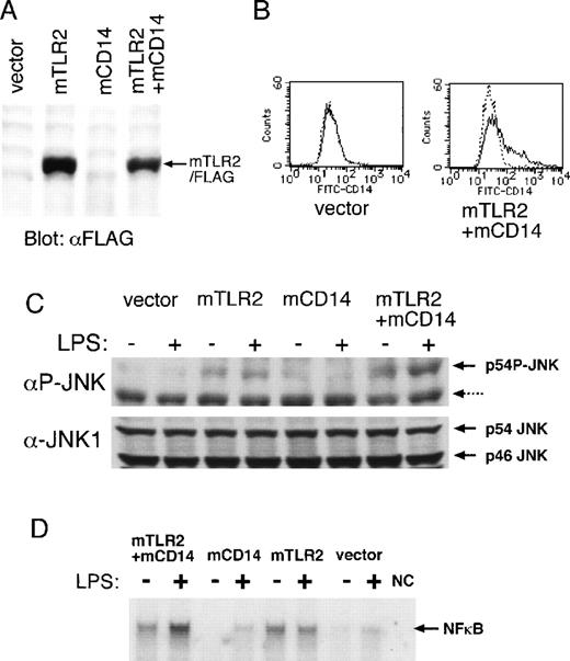 Fig. 2. Effects of mTLR2 and mCD14 on LPS-induced JNK and NF-κB activation. / (A) Expression of the Flag-tagged mTLR2 in COS7 cells. COS7 cells were transiently transfected with the following: the vector alone, an expression plasmid of the Flag-tagged mTLR2, an expression plasmid of mCD14, or a combination of mTLR2/Flag and mCD14 expression plasmids. Flag-tagged mTLR2 expression was detected by immunoblotting with anti-Flag mAb. (B) Surface expression of mCD14 on COS7 cells. COS7 cells transiently transfected with expression plasmids as in (A) were stained with a control mAb (dotted line) or an anti-mCD14 mAb (solid line) followed by FITC-conjugated antirat IgG mAb. Flow cytometric analyses of COS7 cells transiently transfected with only vector and with Flag-tagged mTLR2 plus mCD14 are shown. A similar amount of mCD14 surface expression seen in double transfection was also observed in mCD14-transfected COS7 cells (data not shown). (C) LPS-induced JNK phosphorylation by mTLR2 and mCD14. Cytoplasmic cell extracts were prepared from COS7 cells transiently transfected as in (A), which were either left untreated or stimulated with 10 μg/mL LPS for 20 minutes. JNK phosphorylation was detected by Western blot analysis using an mAb specific for the phosphorylated form of JNK. Nonspecific 46-kd bands recognized by this mAb are indicated by a dotted arrow. The same filter was reblotted with an anti-JNK1 pAb. (D) LPS-mediated NF-κB DNA-binding activation is dependent on both mTLR2 and mCD14. Nuclear cell extracts were prepared from COS7 cells transiently transfected as in (A), which were either left untreated or stimulated with 10 μg/mL LPS for 20 minutes. EMSA was performed with a radio-labeled double-stranded probe containing a NF-κB binding site. NC represents negative control without nuclear extract.