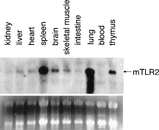 Fig. 3. Expression of mTLR2 in mouse tissues. / Total RNAs from indicated mouse tissues were resolved by formaldehyde gel electrophoresis, transferred to a nitrocellulose membrane, and hybridized with an mTLR2 cDNA probe. A picture of the ethidium bromide-stained gel is also shown.
