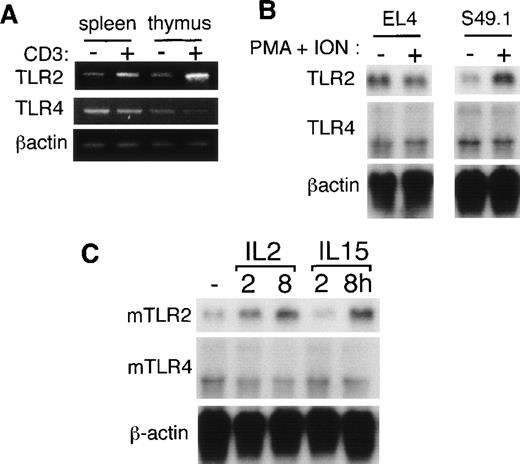 Fig. 4. Mouse TLR2 and TLR4 gene expressions in mouse T cells. / (A) Mouse T cells purified from thymuses and spleens were either unstimulated or stimulated with immobilized anti-CD3ε mAb for 2 hours. Total RNAs were extracted, and mTLR2 and mTLR4expressions were analyzed by semiquantitative RT-PCR. (B) S49.1 and EL4 cells were either unstimulated or stimulated with 100 ng/mL PMA plus 1 μg/mL ionomycin for 2 hours. We isolated 5 μg mRNA from the cells and analyzed them by Northern blot analysis using mTLR2 and mTLR4 cDNA probes. (C) CTLL-2 cells were starved overnight without factors and either left unstimulated or stimulated with 10 ng/mL mIL-2 or 10 ng/mL hIL-15 for the indicated time.