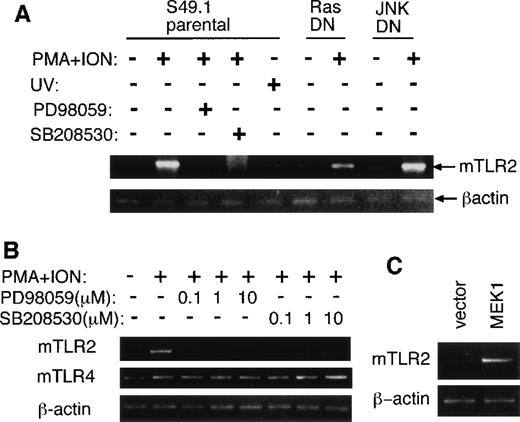 Fig. 5. Involvement of MAP kinase pathways in mTLR2 induction in S49.1 cells. / (A) S49.1 cells were either untreated or treated with PMA plus ionomycin for 2 hours with or without the pretreatment of 10 μmol/L PD98 059 or SB208 530 for 30 minutes. S49.1 cells were also treated with UV irradiation (40 J/m2) and left for 1 hour at 37°C. In some experiments, S49.1 cells constitutively expressing a dominant negative form of JNK1 or H-Ras were treated with PMA plus ionomycin for 2 hours. Total RNAs were extracted, and the expression ofmTLR2, mTLR4, and β-actin was examined by semiquantitative RT-PCR. (B) S49.1 cells were pretreated with a series of concentrations of PD98 059 or SB208 530 for 30 minutes followed by treatment with PMA plus ionomycin for 2 hours. Total RNAs were extracted, and the expressions of mTLR2, mTLR4, andβ-actin were examined by semiquantitative RT-PCR. (C) Total RNAs were extracted from S49.1 cells transfected with pEGFP-C1 or pEGFP-MEK1A. Expression of mTLR2 and β-actin was examined by semiquantitative RT-PCR.