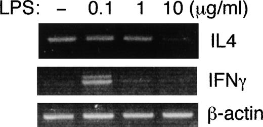 Fig. 6. LPS inhibits IL-4 gene expression in EL4 cells. / EL-4 cells were either untreated or treated with 0.1, 1, or 10 μg/mL of LPS for 6 hours. Total RNAs were extracted, and IL-4 andIFNγ gene expressions were examined by semiquantitative RT-PCR.