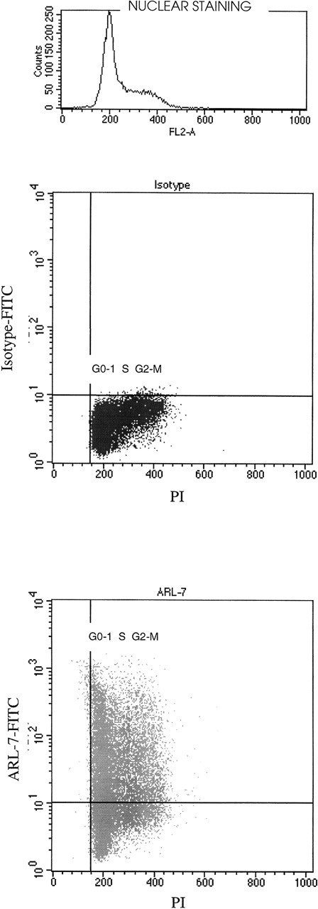 Fig. 3. The binding of ARL-7 to surface antigens in relation to cell cycle. / REH cells were first incubated with ARL-7 antibody or isotype control, then fixed, permeabilized, and stained with propidium iodide (PI) before analysis. The upper dot blot shows the nuclear staining with PI (X axis) versus surface staining with isotype-FITC (Y axis), and the lower dot blot shows PI nuclear staining versus ARL-7-FITC surface staining. The cell cycle phases are shown as G0-1(gap 0-1), S (synthesis) and G2-M (gap 2-mitosis).