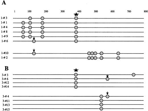 Fig. 3. Schematic representation of the BCL-6 5′ noncoding region mutations in molecular clones derived from NHL samples, demonstrating intraclonal diversification and biallelic mutations. / Molecular clones are derived from NHL samples 1 (A) and 3 (B). Each sequence is represented as a horizontal line. The first nucleotide of the amplified BCL-6 gene region, corresponding to the first nucleotide of the sense primer is arbitrarily defined as position +1. In each sequence, mutations are indicated as circles. The nature of each mutation is specified in Table 1. Arrows indicate identical biallelic mutations. Star indicates 397 C polymorphism.