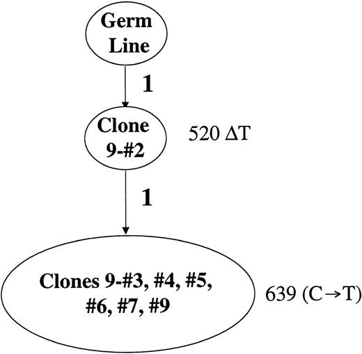Fig. 4. Genealogic tree of the mutation events in the 5′ nocoding regulatory region of the BCL-6 gene derived from DLBCL. / DLBCL is sample 4 in Table 1. Clonal relationship of the molecular clone sequences (ovals) is shown. Number of mutations is indicated along the lines in bold. The mutations are listed by location as specified in “Materials and Methods” and the legend to Figure1.