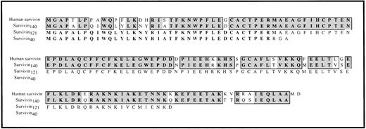 Fig. 2. Comparison of human survivin and murine survivin. / The predicted amino acid sequences of murine survivin140(derived from cDNA clones 5.25, 92.16, 41.1, and 42.5), survivin121 (derived from cDNA clones 7HB and 7L .15), and survivin40 (derived from cDNA clones 5.20, 91.1, and 5.24) are aligned with the amino acid sequence of human survivin.