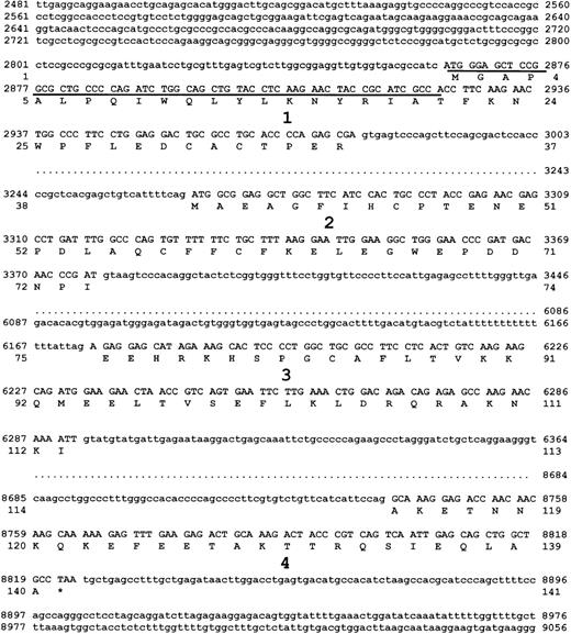 Fig. 3. Sequence of the murine survivin gene. / The λ phage genomic DNA clone containing all 4 exons of murinesurvivin was sequenced on both strands. The 4 exons, with flanking intron sequence, are shown. Each exon is numbered, and the DNA encoding exons 1 to 4 are in uppercase letters. The predicted amino acid sequence of survivin140, derived from exons 1 to 4 is also shown. Survivin121 is predicted to be derived from retention of intron 3, whereas survivin40 is derived from pre-mRNA splice removal of exon 2. Underlined DNA sequence represents the only region of murine survivin cDNA without homology to putative cDNA of human EPR-1.