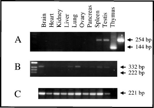 Fig. 5. Tissue distribution of murine survivin mRNAs. / RT-PCR was performed on mRNA derived from adult tissues using primers that flanked the specific survivin mRNAs. (A) Accumulation of mRNA for survivin140 was detected in thymus and testis (primer pair srv86 and srvas311 results in amplicon of 254 bp). Positive controls using cDNA clones 5.20 and 5.25 (see Figure 2) as target DNA, are in 2 lanes at the right side, demonstrating prominent 144 bp and 254 bp bands, respectively. (B) Survivin121 mRNA was detected in all tissues (primer pair srv86 and srvas6380 results in amplicon of 332 bp). Survivin40 mRNA using primer pairs srv86 and srvas311, or srv86 and srvas6380 (expecting amplicons of 144 bp or 222 bp, respectively) was not detectable. (C) HPRT transcripts were present in all tissues (221 bp). The right lane in panels B and C are negative controls without target DNA.