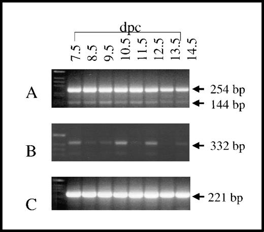 Fig. 6. Developmental expression of murine survivin mRNA. / RT-PCR was performed on mRNA derived from murine embryos at different developmental time points (7.5-14.5 dpc) using oligonucleotide primers as noted in Figure 5. (A and B) All 3 survivin mRNA species were detected, although survivin140 mRNA (254 bp) was the most prominent. (C) HPRT transcripts were present at all developmental time points (221 bp). These results are representative of experiments on 3 embryos at each time point.