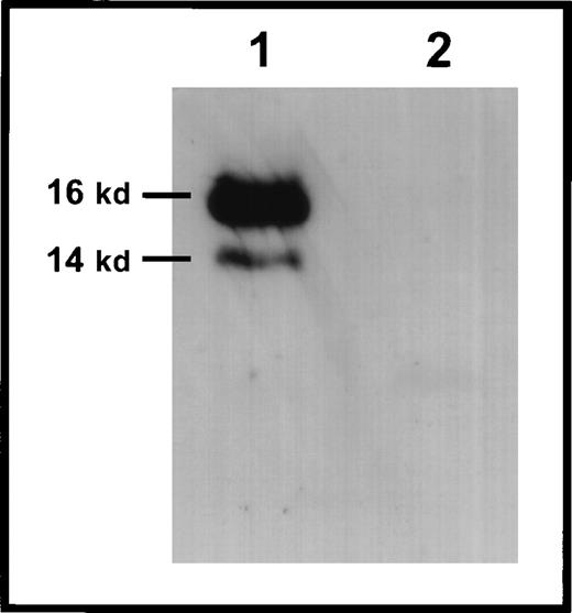 Fig. 7. Immunoprecipitation of murine survivin from embryos. / Lysates of 12.5 dpc embyros were biotinylated and immunoprecipitated with anti-survivin antibodies (lane 1) or nonspecific antibodies (lane 2). Following separation by SDS-PAGE and transfer to nitrocellulose membranes, filters were incubated with streptavidin-HRP for detection with the ECL kit (Amersham), as detailed in “Materials and Methods.” Molecular weight markers are on the left. Bands representing survivin140 and survivin121 are visualized at approximately 16 kd and 14 kd, respectively.