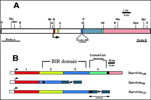Fig. 4. Murine survivin gene and cDNAs. / Exons 1 to 4 are denoted in red, light green, blue, and green, respectively. Intron 3 is gray, and the 3′ flanking region is pink. (A) Restriction map of murine survivin gene. The arrow indicates the ATG translational start site. Restriction enzyme sites are shown: K (Kpn1); Stu (Stu1); Spe (Spe1); B (BglII); RV (EcoRV); A (Asc1); S (Sac1); P (Pml1); Apa (Apa1); Bc (Bcl1). Location of DNA probes used for Southern blots are shown. (B) Exon organization of the 3 distinct cDNAs encoding the predicted survivin proteins. The arrow indicates the start of translation. The heavy black vertical line represents the end of the coding region. Survivin140 is derived from all 4 exons. Survivin40 is generated by removal of exon 2-derived sequences, with a resultant in-frame stop codon, and a truncated protein. Survivin121 is derived from exons 1 to 3, and a short part of intron 3, the latter being presumably retained during pre-mRNA processing.